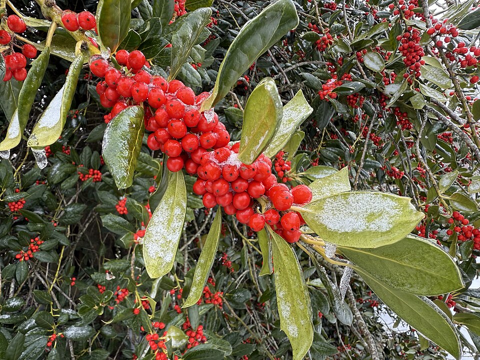 Ilex × 'Nellie R. Stevens' (Nellie R. Stevens Holly) (alternate view 5)