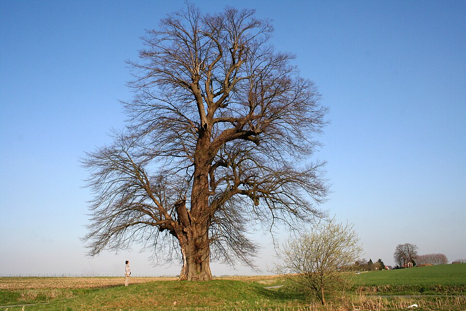 Tilia cordata (little‑leaf linden) (alternate view 4)