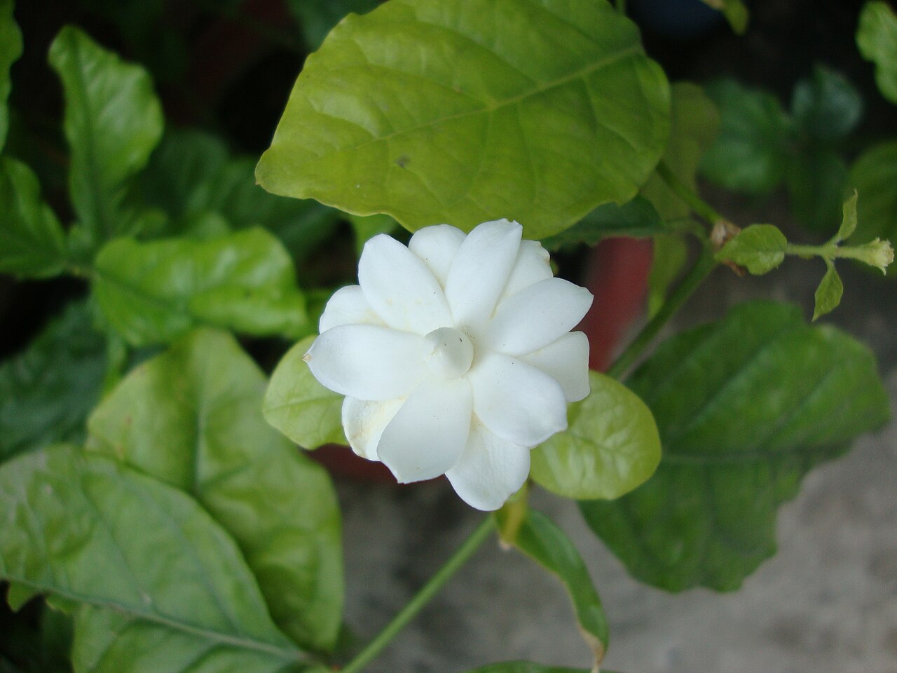 Jasminum sambac, Arabian jasmine — spreading evergreen (Oleaceae) (image 7 of 8)