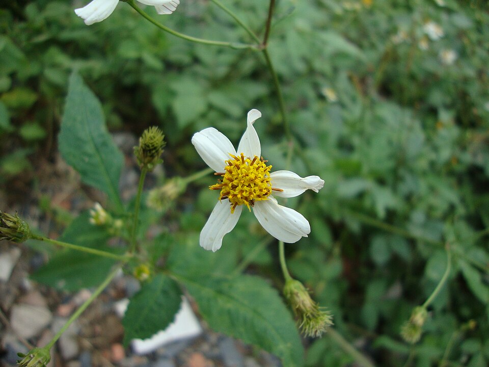 Bidens pilosa (Hairy Beggarticks) (alternate view 9)