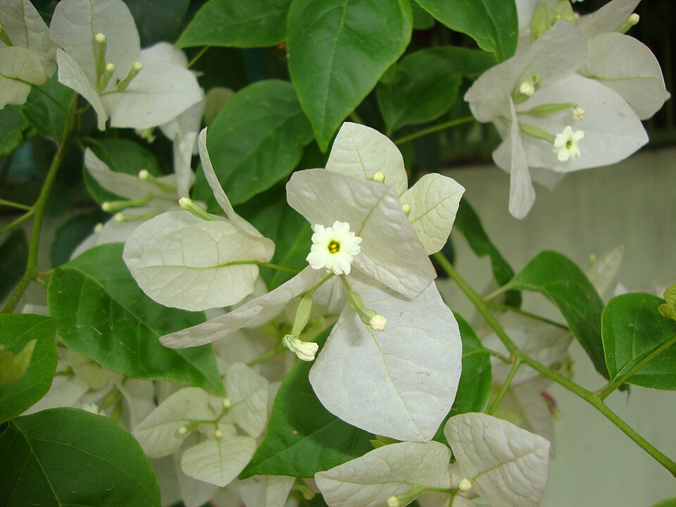 Bougainvillea spectabilis (Bougainvillea) (alternate view 6)