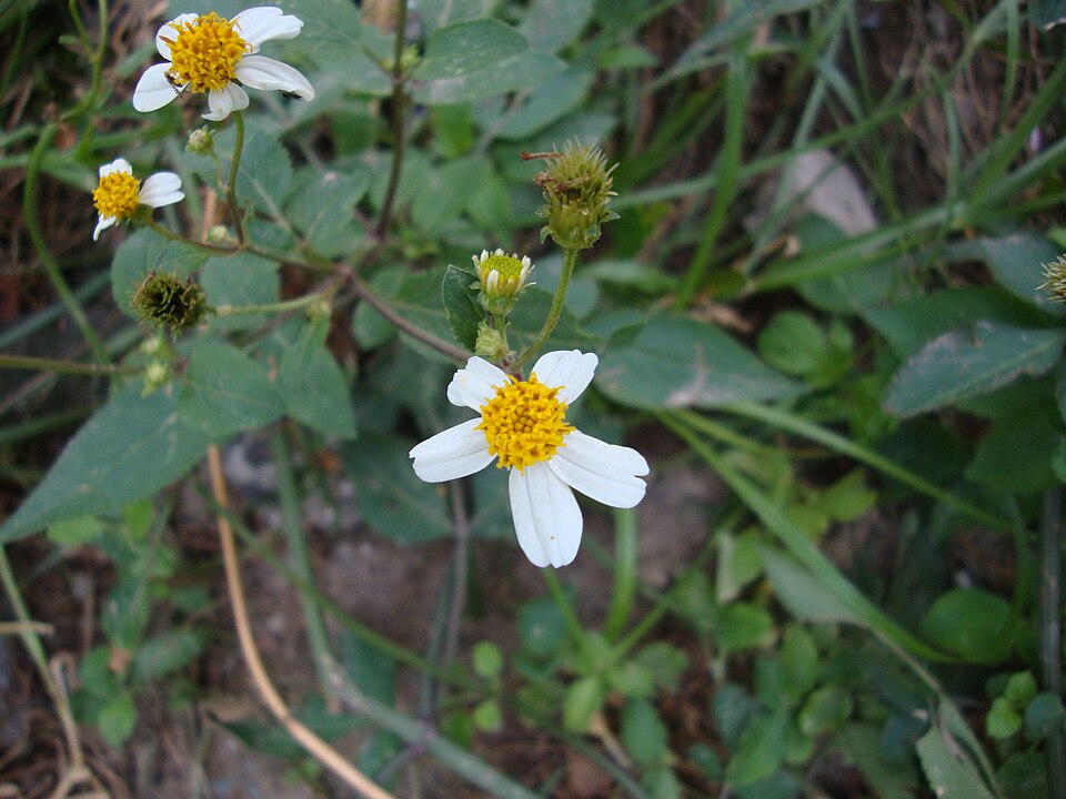 Bidens pilosa (Hairy Beggarticks) (alternate view 10)