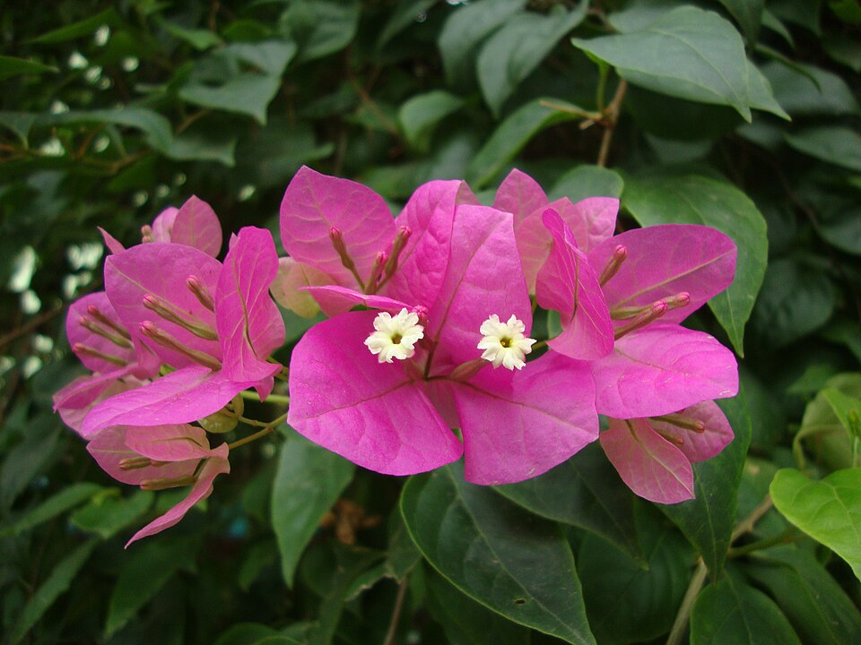 Bougainvillea spectabilis (Bougainvillea) (alternate view 7)