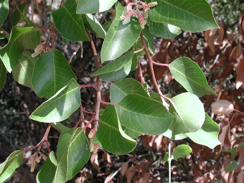 Rhus ovata (sugar bush) (alternate view 6)