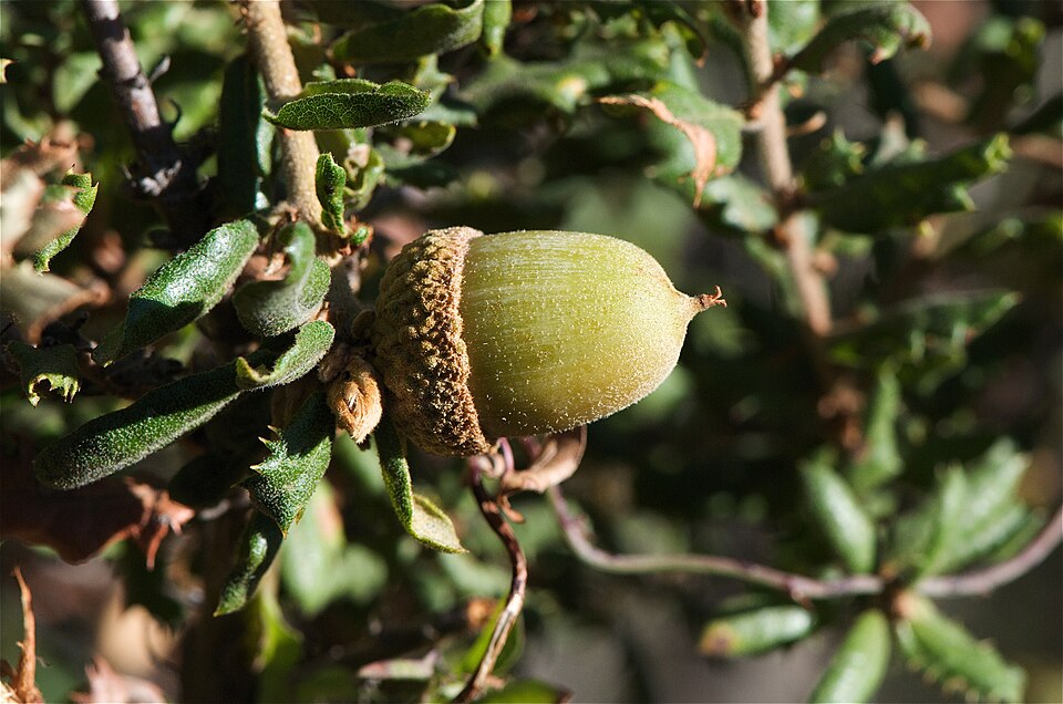 Quercus durata (Leather Oak) (alternate view 4)