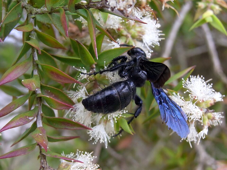 Melaleuca styphelioides (Prickly-leaved Paperbark) (alternate view 2)