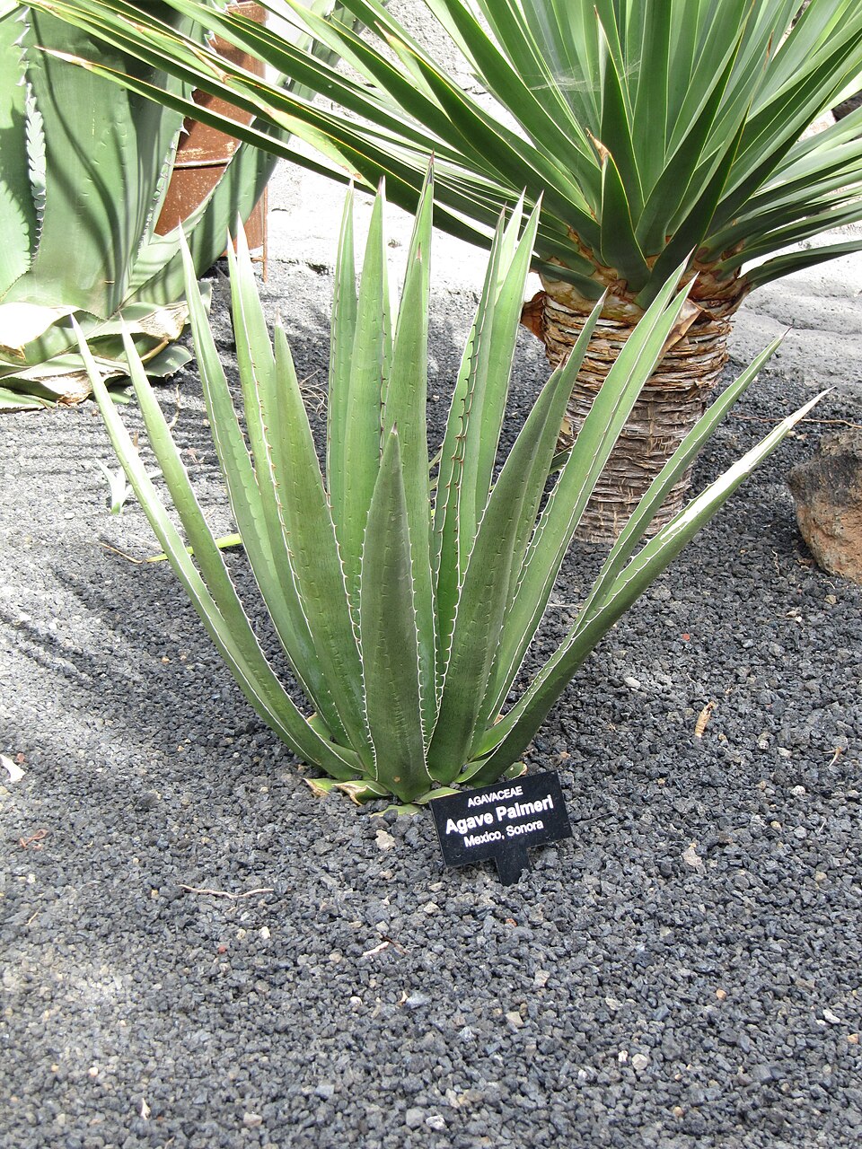 Agave palmeri (Palmer's agave) (alternate view 7)