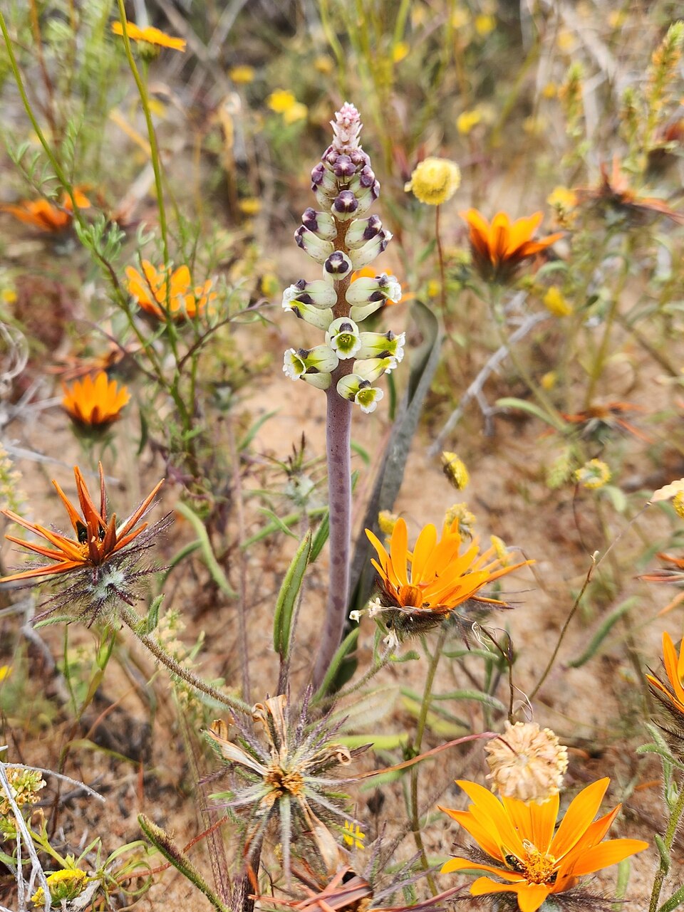 Lachenalia (Cape Cowslips) (alternate view 2)