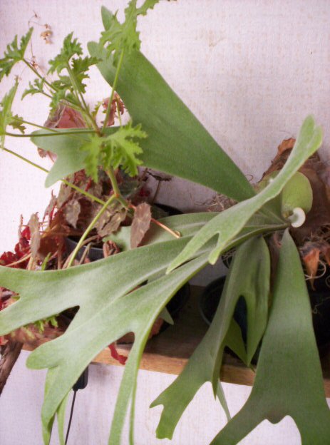 Platycerium bifurcatum (Staghorn Fern) (alternate view 2)