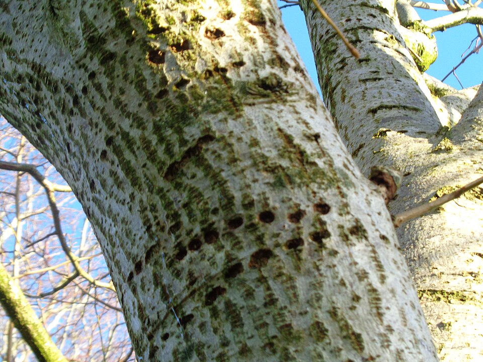 Tilia (lindens, basswoods, and lime trees) (alternate view 4)