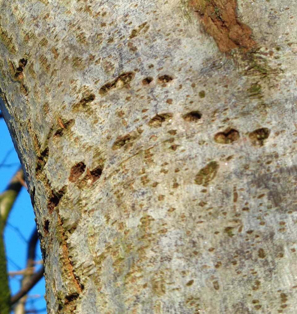 Tilia (lindens, basswoods, and lime trees) (alternate view 5)
