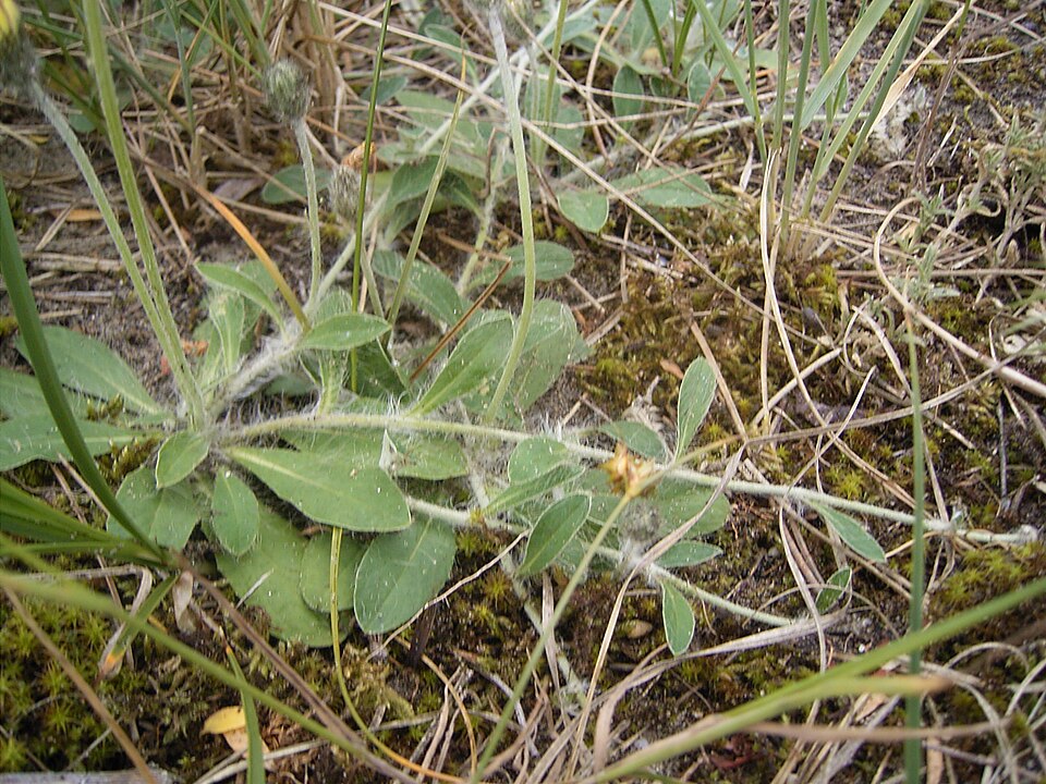 Pilosella officinarum (mouse-eared hawkweed)