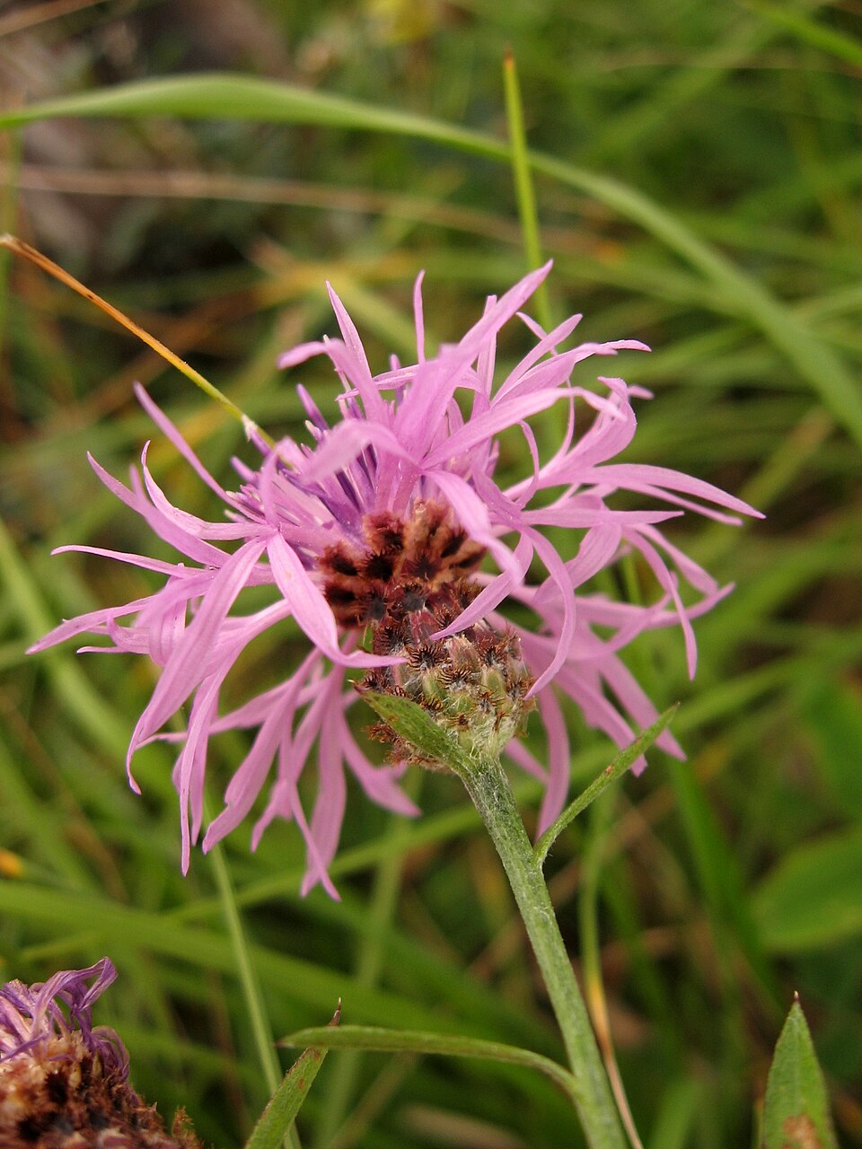 Centaurea nigrescens (meadow knapweed) (alternate view 9)