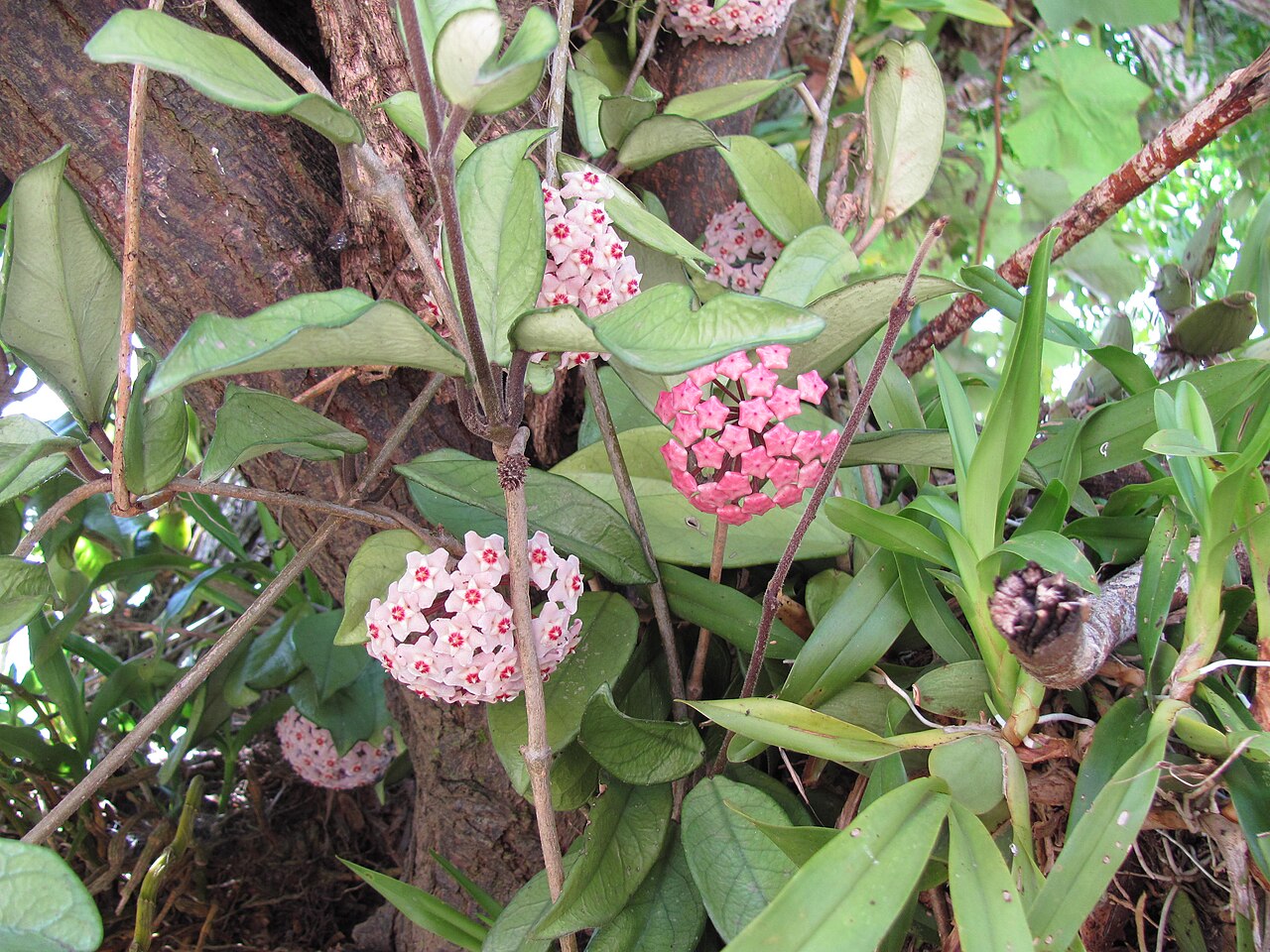 Hoya carnosa, Wax plant — climbing evergreen (Apocynaceae) (image 4 of 9)