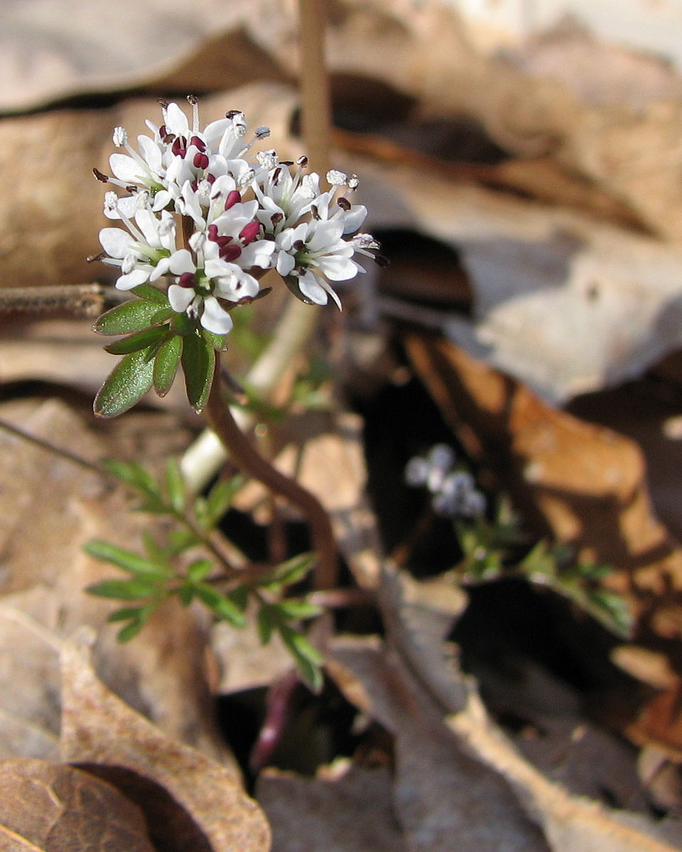Erigenia bulbosa (harbinger of spring) (alternate view 6)