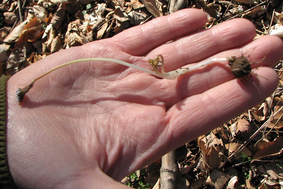 Erigenia bulbosa (harbinger of spring) (alternate view 7)
