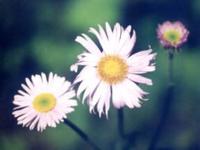 Erigeron speciosus (Showy Fleabane) (alternate view 10)