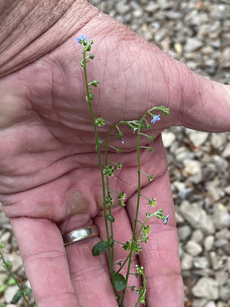 Hackelia (Stickseeds) (alternate view 2)