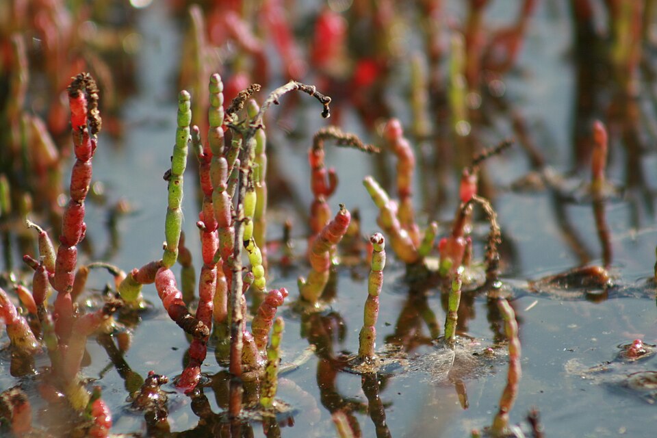 Salicornia quinqueflora (Beaded Samphire)