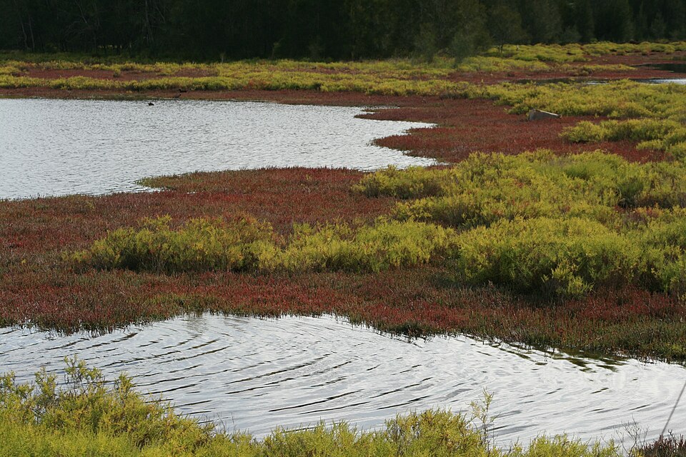 Salicornia quinqueflora (Beaded Samphire) (alternate view 2)