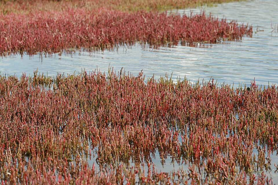 Salicornia quinqueflora (Beaded Samphire) (alternate view 3)
