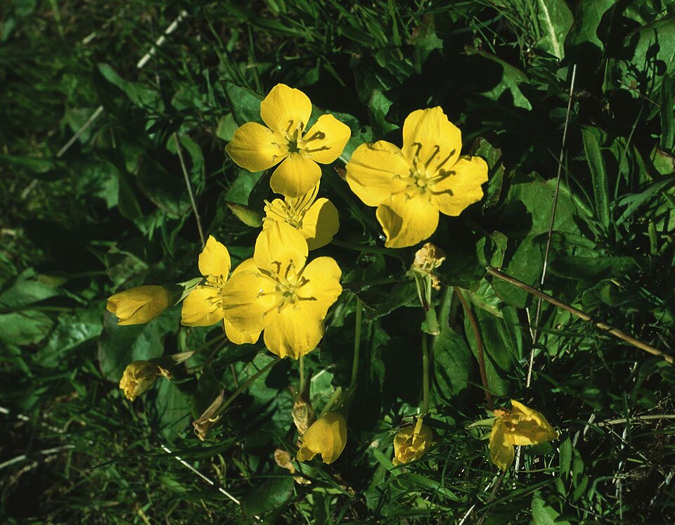 Taraxia ovata (Sun Cup)