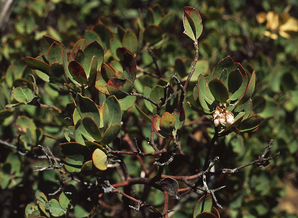 Arctostaphylos glandulosa (Eastwood's Manzanita)