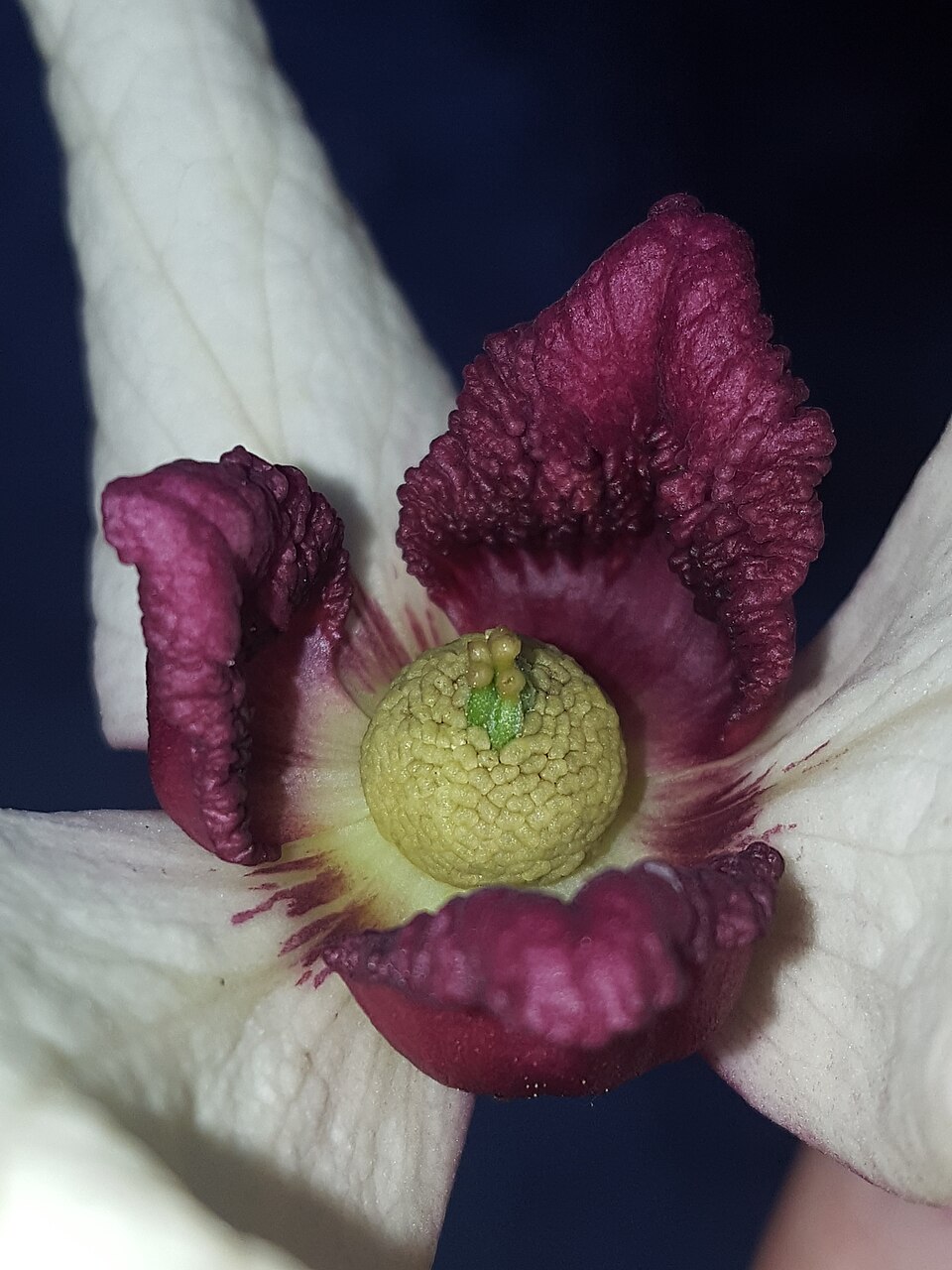 Asimina reticulata (netted pawpaw) (alternate view 3)