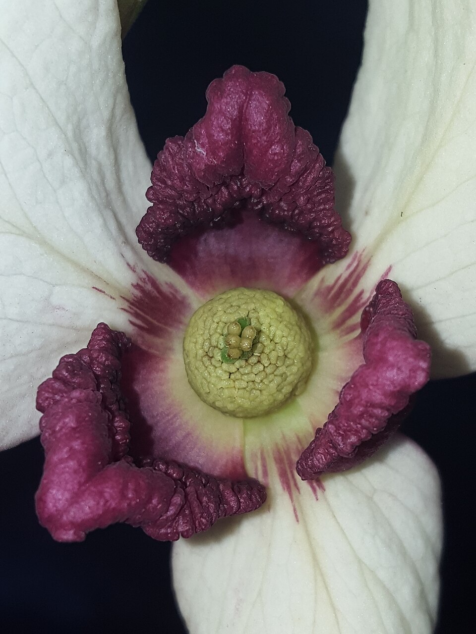 Asimina reticulata (netted pawpaw) (alternate view 4)