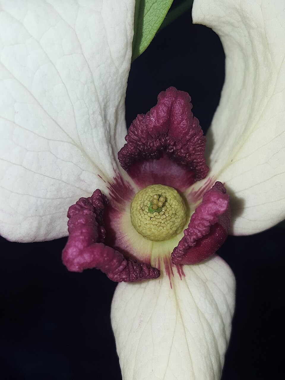 Asimina reticulata (netted pawpaw) (alternate view 5)