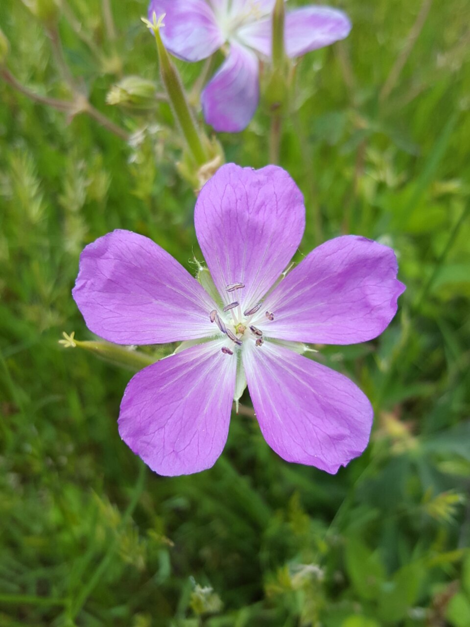 Geranium oreganum (Western Geranium) (alternate view 8)