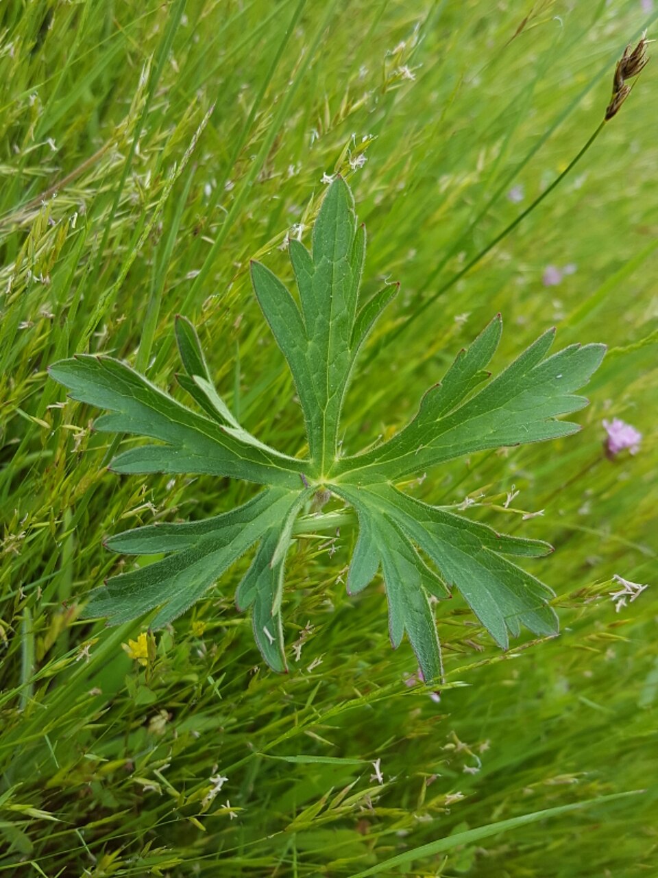 Geranium oreganum (Western Geranium) (alternate view 9)