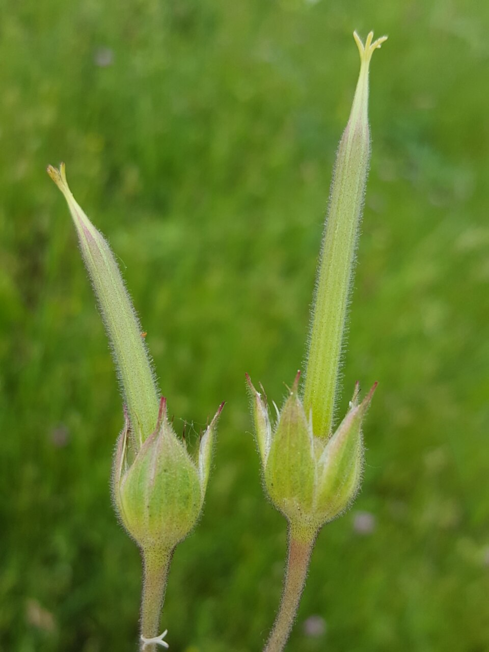 Geranium oreganum (Western Geranium) (alternate view 10)