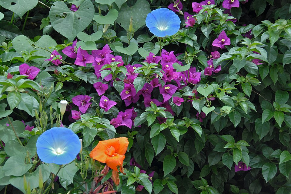 Bougainvillea × buttiana (garden bougainvillea) (alternate view 2)