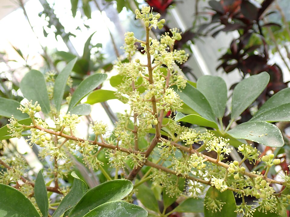 Heptapleurum arboricola (Miniature umbrella tree)