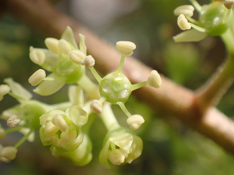 Heptapleurum arboricola (Miniature umbrella tree)