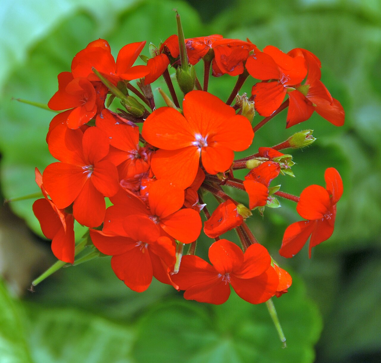 Pelargonium hortorum, Zonal geranium — mounding semi-evergreen (Geraniaceae) (image 6 of 6)