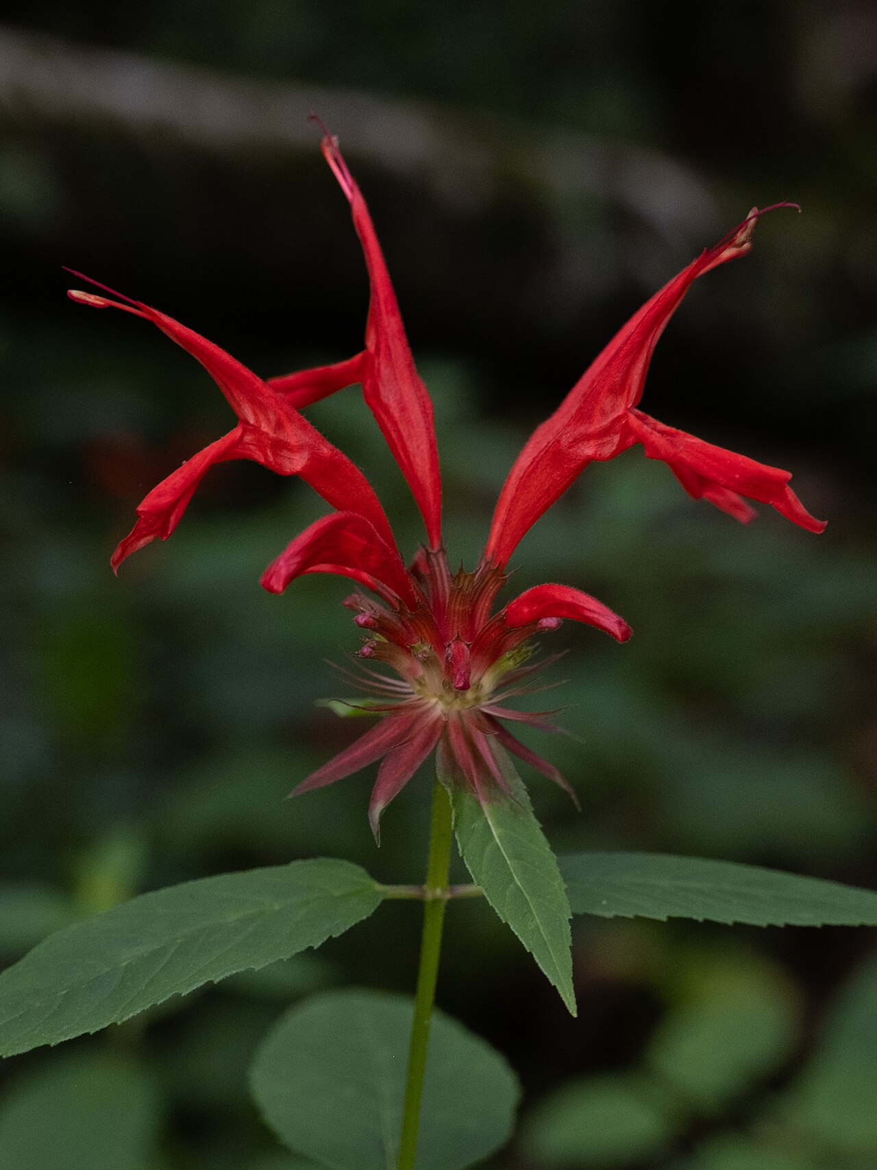 Monarda (beebalms and bergamots)