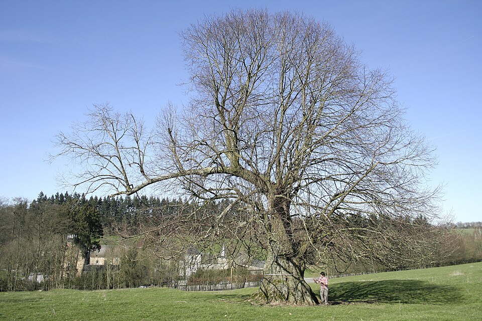 Tilia platyphyllos (Bigleaf Linden)
