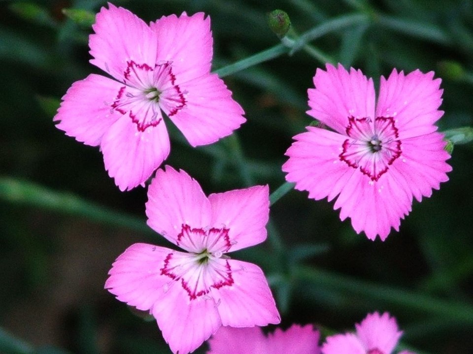 Dianthus gratianopolitanus (pinks) (alternate view 14)