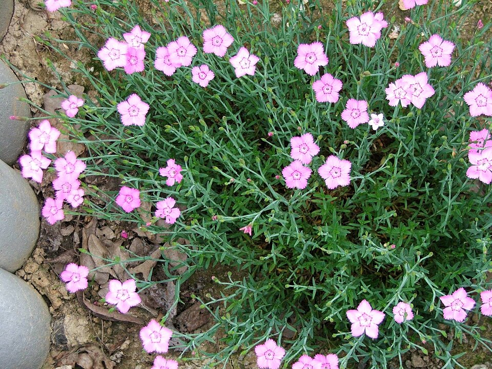 Dianthus gratianopolitanus (pinks) (alternate view 15)