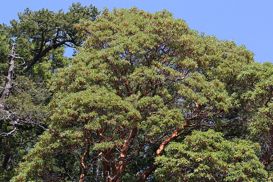 Arbutus menziesii (madrone) (alternate view 10)
