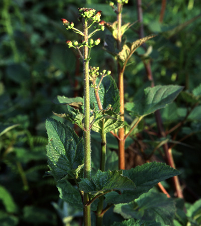 Scrophularia californica (California beeplant) (alternate view 4)