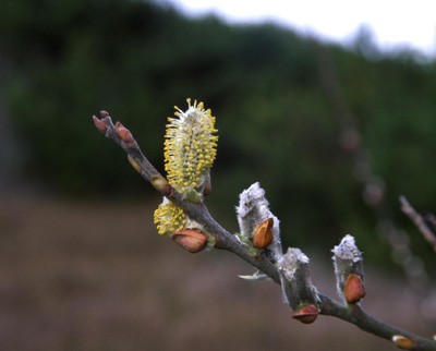Salix hookeriana (Coastal Willow) (alternate view 8)