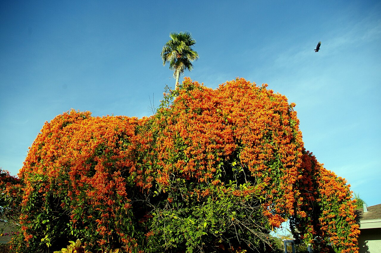 Pyrostegia venusta, Flame vine — climbing evergreen (Bignoniaceae) (image 8 of 10)