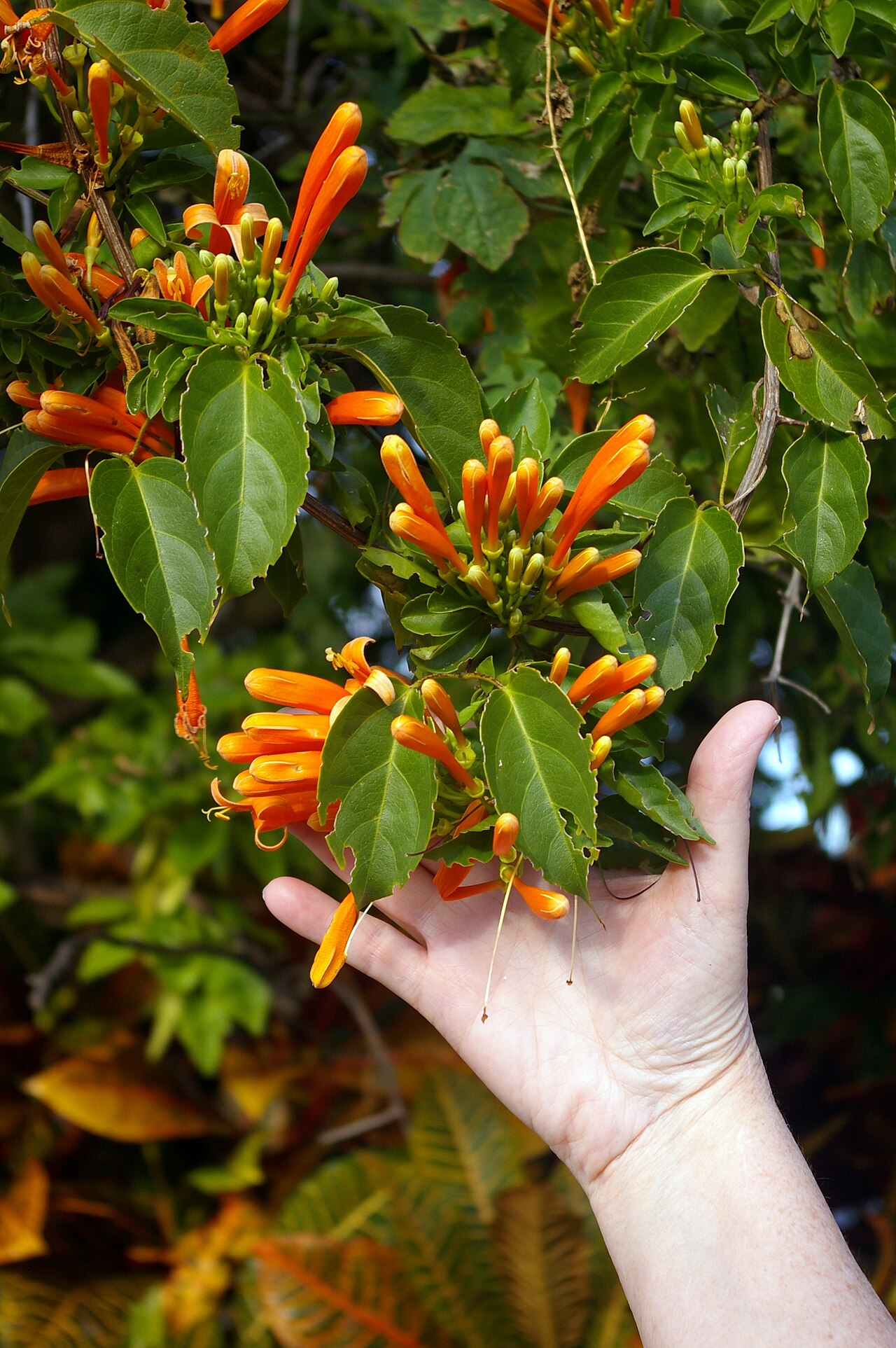 Pyrostegia venusta, Flame vine — climbing evergreen (Bignoniaceae) (image 9 of 10)