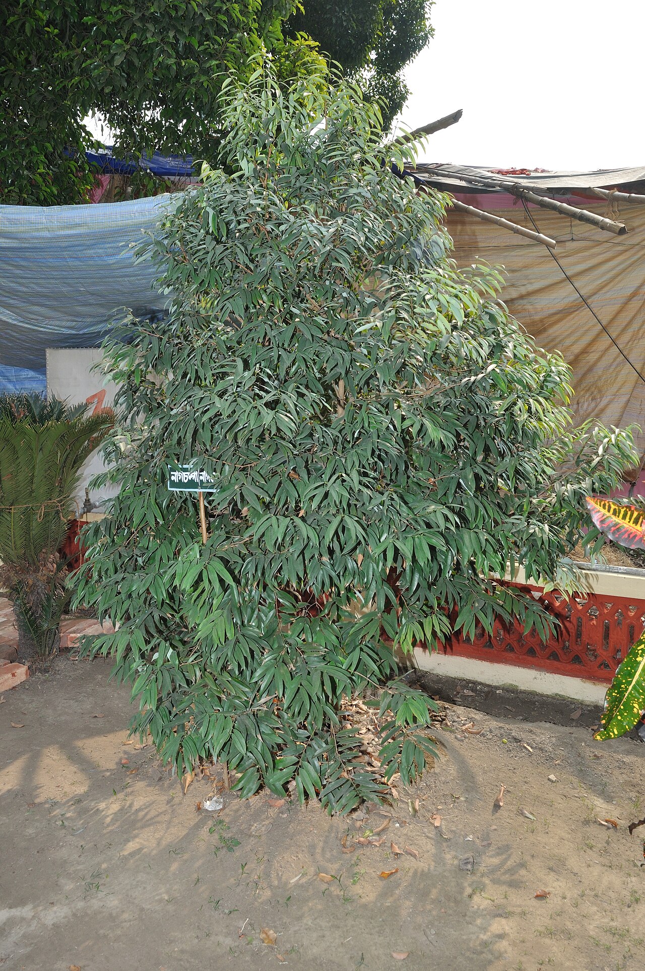 Calophyllum inophyllum, Kamani — spreading evergreen (Calophyllaceae) (image 1 of 7)