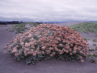 Eriogonum latifolium (Seaside Buckwheat) (alternate view 2)