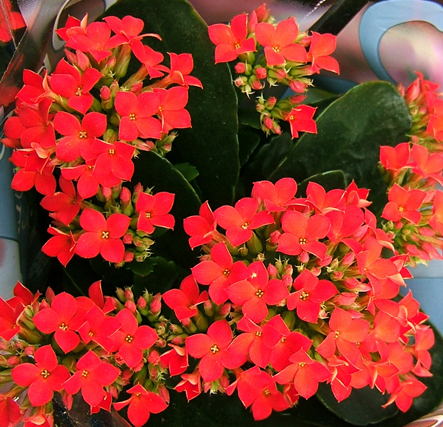 Kalanchoe blossfeldiana (Flaming Katy) (alternate view 5)