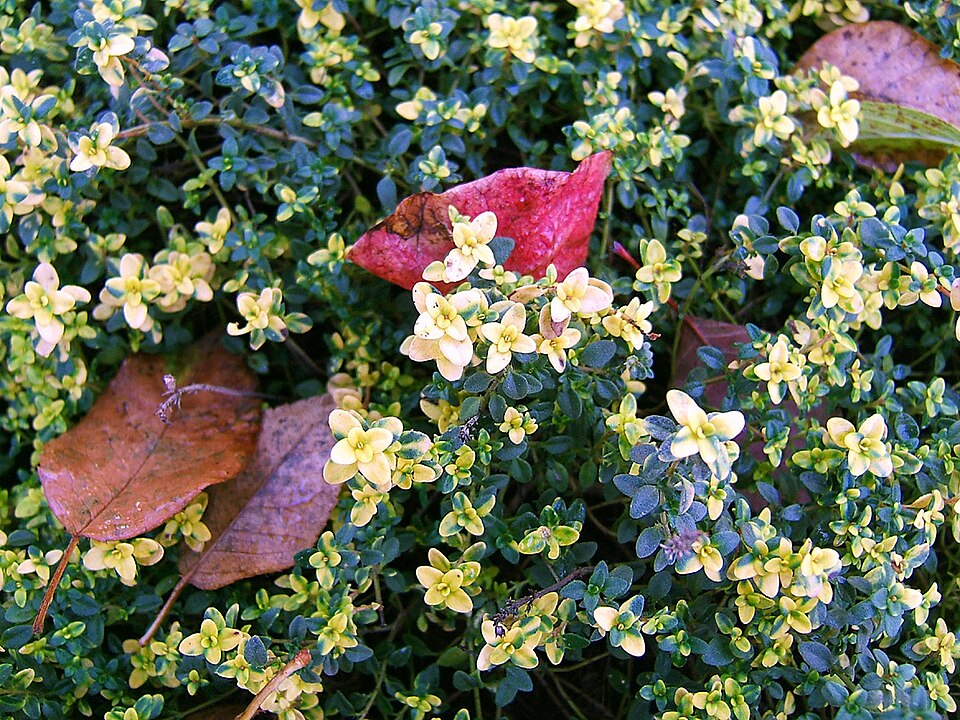 Thymus × citriodorus (Lemon Thyme) (alternate view 7)